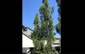 VIDEO| Viralizan aparición de serpiente de cinco metros en el techo de una casa