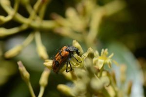 Productores de palta cambian agroquímicos por abejas nativas para mejorar sus plantaciones