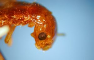 Plagas de termitas: Advierten de “empresas chantas” y explican la solución definitiva