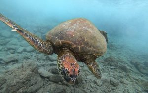 Guía para defender de la extinción a 5 especies de tortugas que habitan la costa chilena