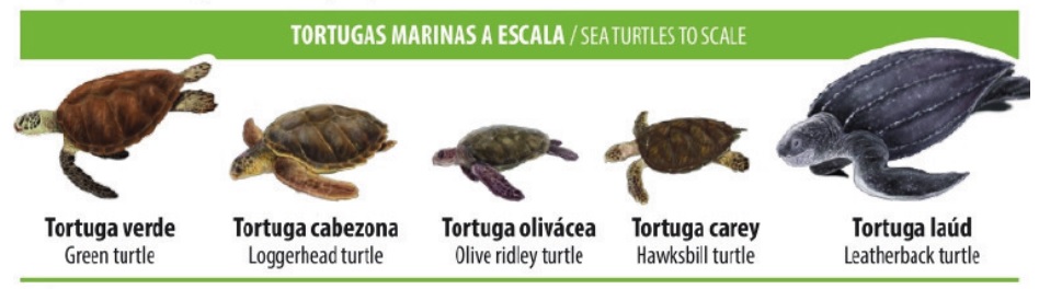 Tortugas marinas en Chile