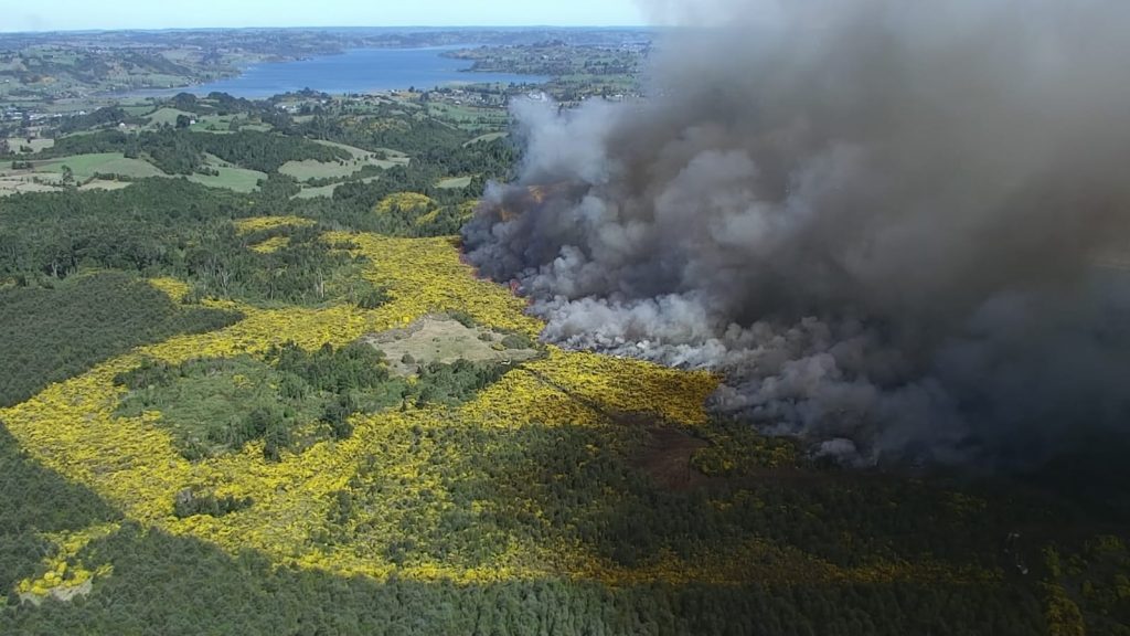 Pica Pica: Arbusto invasor del sur chileno que se inflama en humedad alerta a especialistas