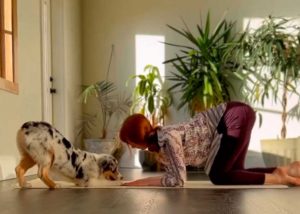 VIDEO| El perrito que hace yoga enternece las redes y se transforma en viral mundial