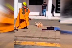 VIDEO| Directo a los Premios Oscar: Perro se roba la película en simulacro de Puerto Montt