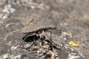 Alerta campistas: Descubren que vinchuca contagia Chagas en casas y también en naturaleza