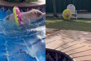 VIDEO| Chanchito mascota nada en una piscina: Usa flotador con florecitas