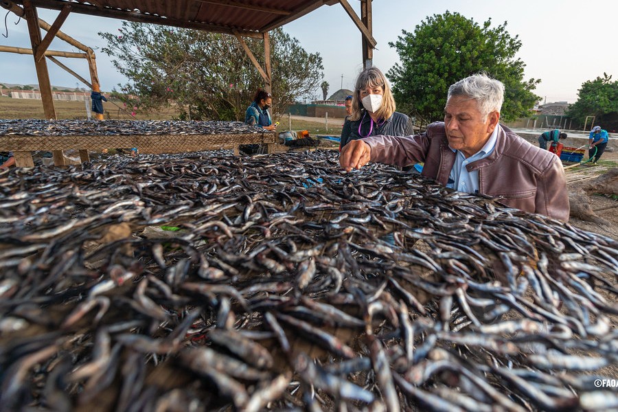 Futuro de anchoveta para Arica, Iquique y Mejillones será sellado en Nueva Ley de Pesca