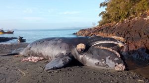 Desde 20 países piden a Boric medidas para salvar las últimas 50 ballenas francas en Chile