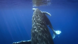 VIDEO| Captan por primera vez el nacimiento de una ballena jorobada