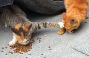 VIDEO| Gato que defiende su comida con uñas y dientes se vuelve viral
