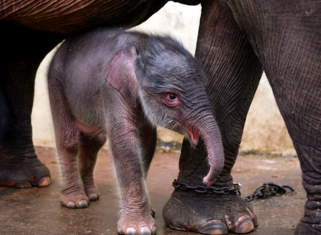 Nace una cría de elefante de Sumatra en Indonesia: Están en peligro crítico de extinción