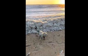 VIDEO| Perrito acumula miles de visitas tras enfrentar sorpresivo evento de "espuma marina"
