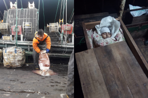 DOCUMENTAL| Muestran cómo conviven los pescadores con la muerte: Mueren 300 por día en el mundo