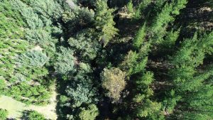 Académicos y vecinos de Santa Olga restauraron el bosque nativo incendiado en 2017