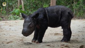 VIDEO| Nace bebé de rinoceronte casi extinto, dando nueva esperanza a la especie