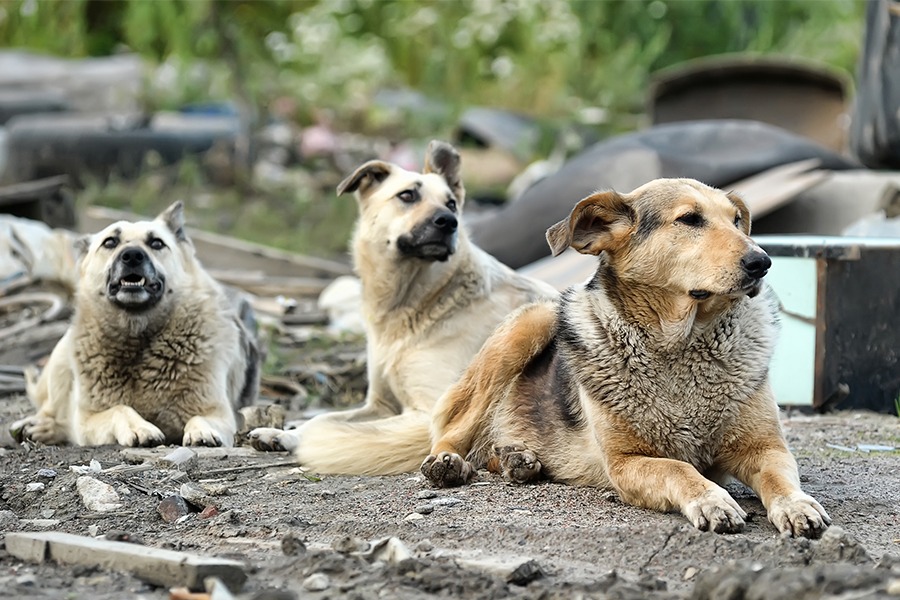 Comisión de Agricultura discute ley de caza de perros asilvestrados frente a oposición de animalistas