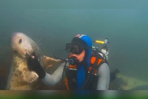 VIDEO| "Focas son perritos que viven en el mar": Captan a foca jugando tiernamente con buzo