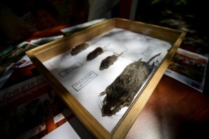 Inédito: Alcalde de Nueva York anuncia "cumbre nacional sobre ratas urbanas" para septiembre