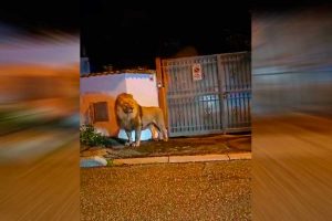 VIDEO| Con helicóptero, visor infrarrojo y anestesia: Así atraparon al león que escapó de circo