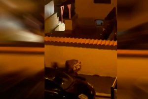 VIDEO| Terror en Italia: León se escapa de circo y camina por las calles  