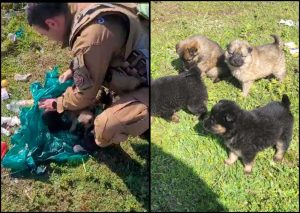 VIDEO| Carabineros rescata a tiernos perritos que fueron abandonados dentro de bolsa