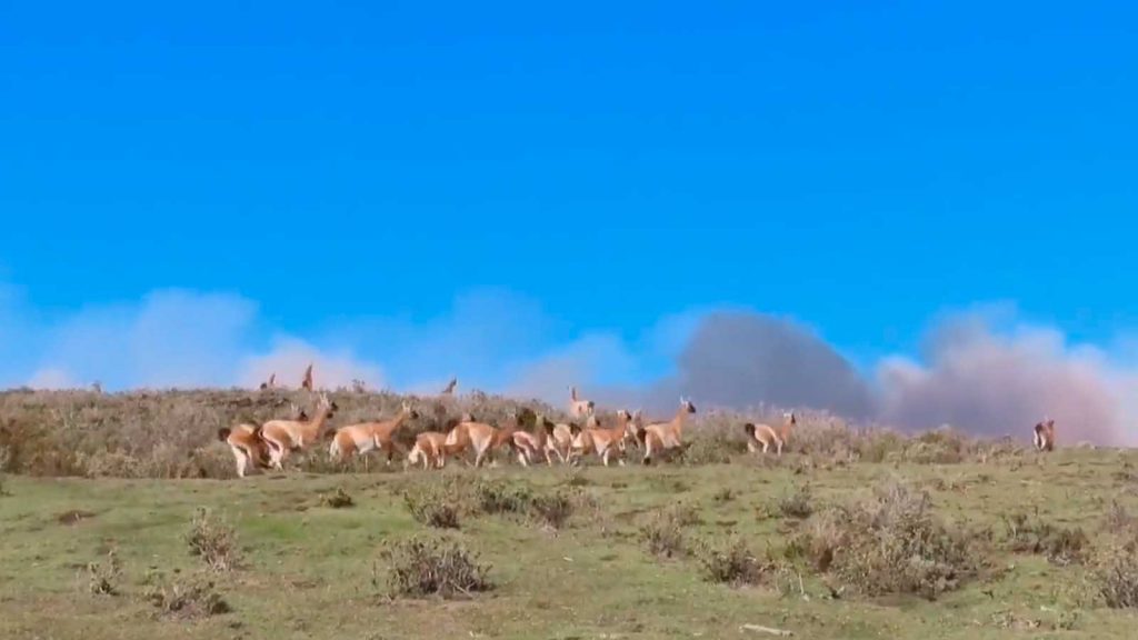 Comenzó temporada de incendios forestales: Porvenir y Rapa Nui afectadas por siniestros