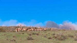 Comenzó temporada de incendios forestales: Porvenir y Rapa Nui afectadas por siniestros