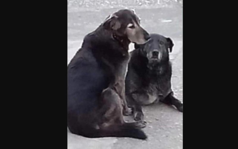 Triste final de perritos comunitarios de Valdivia: Encuentran sus cuerpos enterrados
