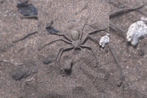 VIDEO| Registran araña sicario en el San Cristóbal: Su veneno es similar al de la de rincón