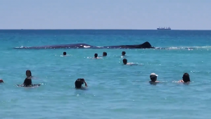 VIDEO| Encuentro entre bañistas y cachalote en las costas de Australia termina trágicamente