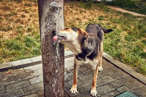 Ola de calor: Si sales de casa deja agua con hielo a tu mascota y habilita espacio húmedo