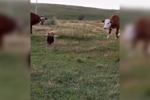 VIDEO| La extraña pose de un oso hormiguero al encontrarse rodeado de vacas