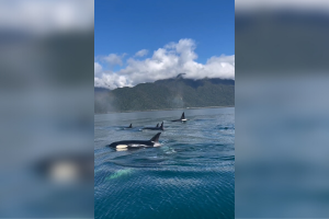 VIDEO | Captan un grupo de orcas nadando en el fiordo Comau en la Patagonia chilena