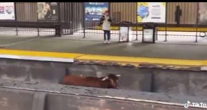 VIDEO| Toro se escapó del matadero y bloqueó las líneas del metro en Nueva Jersey