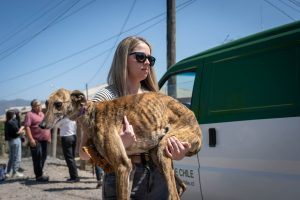 Rescatan 30 perros en Melipilla tras denuncia de vecinos por maltrato animal