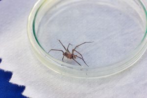 Temporada de arañas de rincón: ¿Qué debo hacer cuando soy mordido por una?