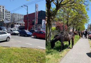 VIDEO| Tiktoker dice "similitudes" entre Santiago y Concepción: "Estos son los gatos de Conce"