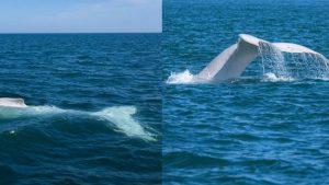 Captan a ballena jorobada albina en costa de Valdivia e investigadores siguen su migración