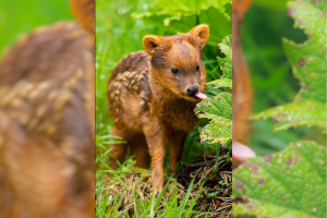 VIDEO| Captan tiernas imágenes de cría de pudú aprendiendo a comer en Chiloé