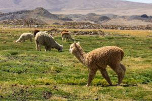 Sequía e inundaciones por cambio climático amenazan ganadería y minería en el altiplano