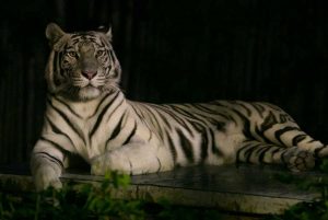 Panoramas de verano: Buin Zoo vuelve con sus aventuras nocturnas y abrirá hasta la medianoche