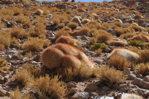 Identifican "cactus madre" que habilita la supervivencia de 18 especies del desierto
