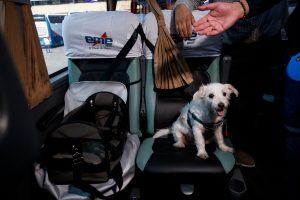 Línea interurbana lanza pasajes de bus para mascotas que se suman a vacaciones familiares
