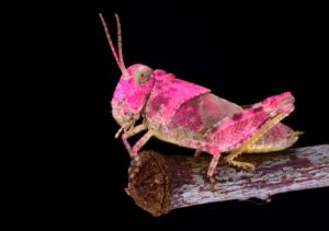VIDEO| Grillo Barbie en Chile: Registran extraño insecto rosado en Villarrica