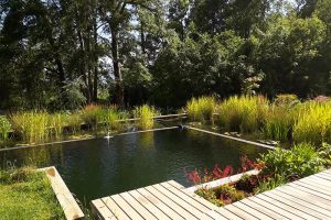 Con plantas, piedras y sin mosquitos: La tendencia de piscinas naturales que crece en Chile