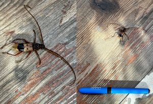 Taladrador de eucalipto: Qué es este insecto visto en Providencia y qué hacer si lo veo