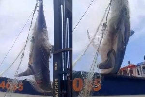 No sería un tiburón blanco: Las dudas que deja el registro del animal capturado en el Maule