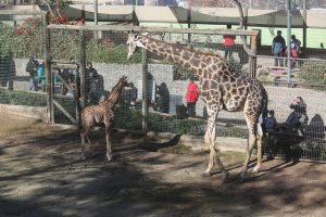 Zoológico del Cerro San Cristóbal completamente gratis: Así puedes conseguir tus entradas