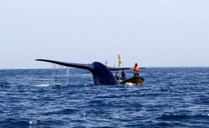Día mundial de las ballenas: Chile a la vanguardia en uso de tecnología para protegerlas