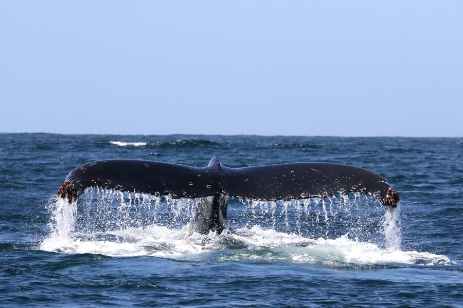 Científica chilena mapeará dónde comen las ballenas para limitar la extracción de krill